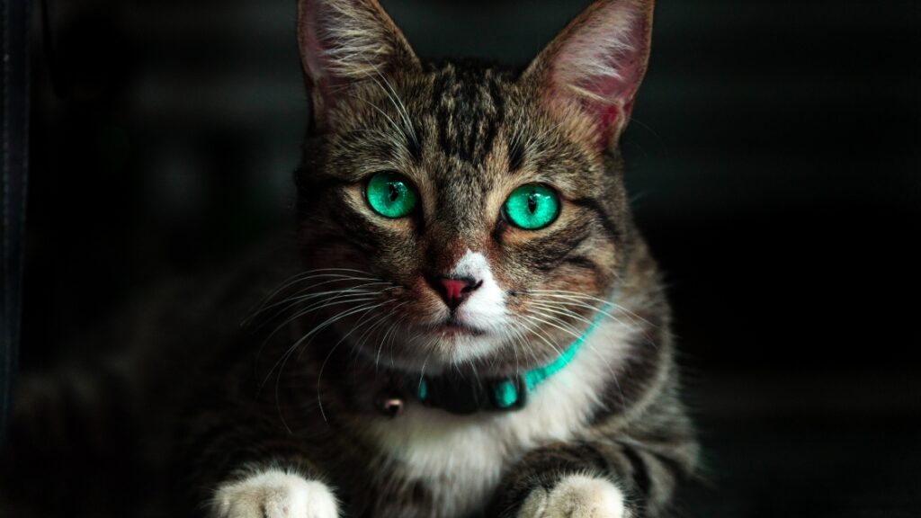 Gato con ojos verdes y un collar verde que representa la magia de los campos mórficos