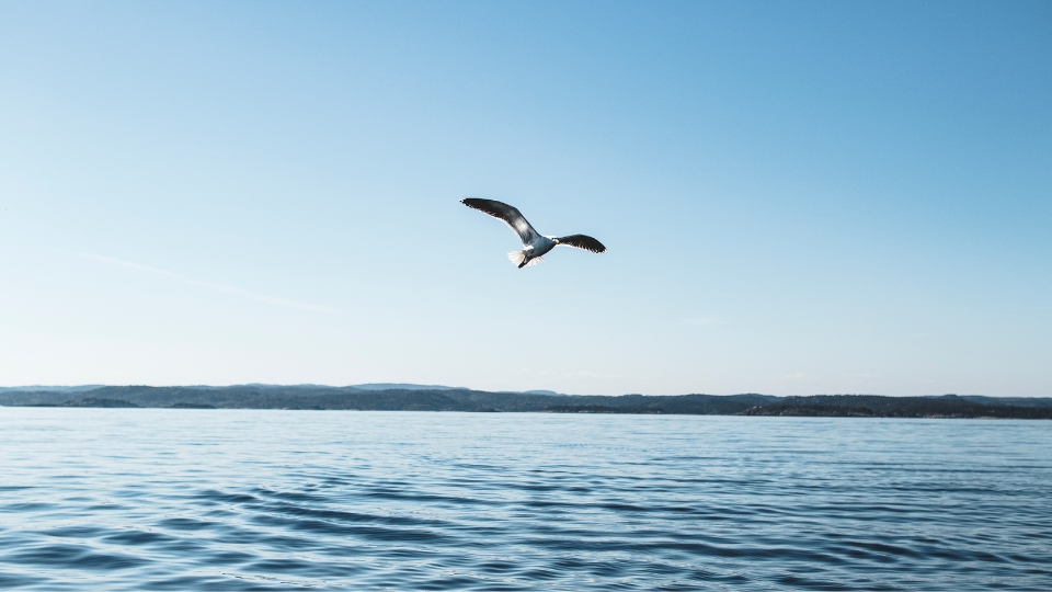 Una gaviota volando libre sobre un lago de agua calmada
