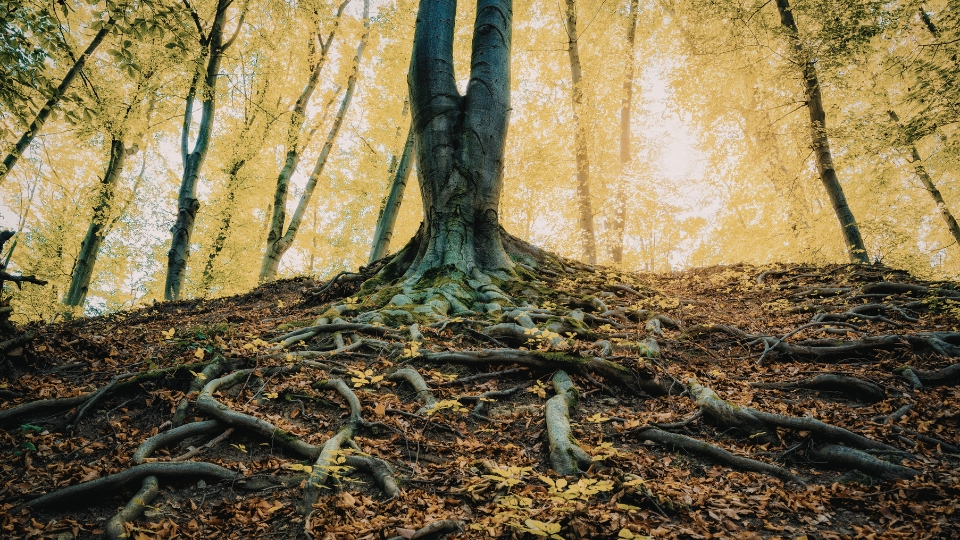 Las raíces de un árbol milenario que profundizan en la tierra y se abren paso conectando todos los puntos